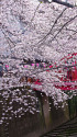 目黒川の桜