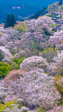吉野山・中千本の桜