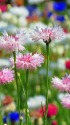 花盛りのヤグルマギク