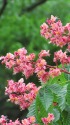 マロニエの花(紅花トチノキ)