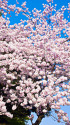 上野公園の桜