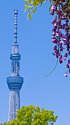 スカイツリーと藤の花