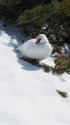 立山の雄雷鳥