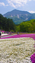 秩父・羊山公園の芝桜