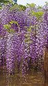 藤の花