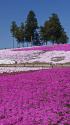 芝桜の絨毯