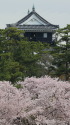 桜と天守閣