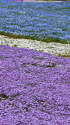 ネモフィラと青系芝桜