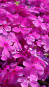 芝桜