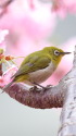 ウメジロー24