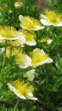高山の花・チングルマ