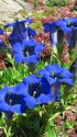 深い青色のアルペンリンドウ