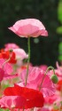 ピンクや赤のヒナゲシ花盛り