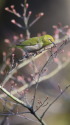 ウメジロー25
