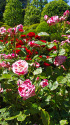 バラの花園