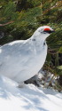 立山の雄雷鳥