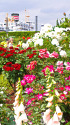 山下公園・氷川丸と春の花園
