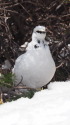 立山の白雷鳥2