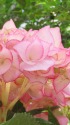 紫陽花・マリーアントワネット