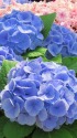 紫陽花・ウオーターブルー