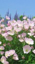 昼咲き月見草