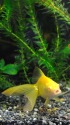 金色のアルビノ金魚