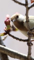 白いシジュウカラ100