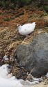 立山の雄雷鳥