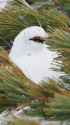立山の白雷鳥4