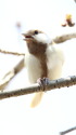 白いシジュウカラ102