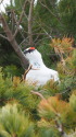 立山の白雷鳥5