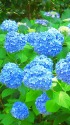 爽やかなブルーのヒメアジサイ
