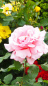 山下公園・バラの花園