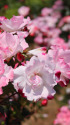 花霞