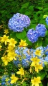 紫陽花にユウスゲ