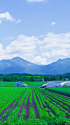 富良野・初夏の風景