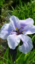 花菖蒲