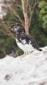 燕岳の雄雷鳥3