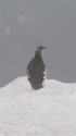 燕岳の雄雷鳥4