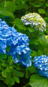 紫陽花