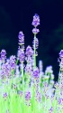花の香り漂うラベンダー