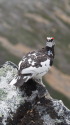 横通岳の雄雷鳥4