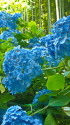 明月院の紫陽花