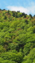 蒼い山
