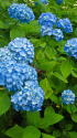 本土寺の紫陽花