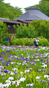 松戸・本土寺の菖蒲園