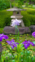 花菖蒲