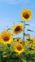 7月はひまわり