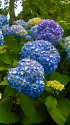 明月院の紫陽花