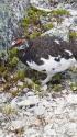 前常念岳の雄雷鳥